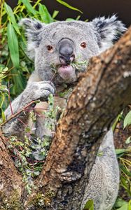 Preview wallpaper koala, tree, wild animal, bark