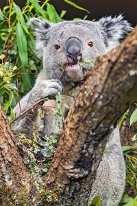 Preview wallpaper koala, tree, wild animal, bark