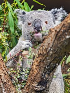 Preview wallpaper koala, tree, wild animal, bark