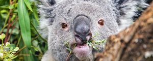 Preview wallpaper koala, tree, wild animal, bark