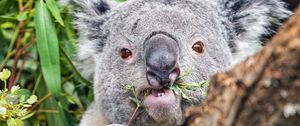 Preview wallpaper koala, tree, wild animal, bark