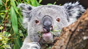 Preview wallpaper koala, tree, wild animal, bark