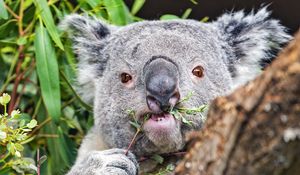 Preview wallpaper koala, tree, wild animal, bark