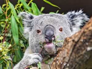 Preview wallpaper koala, tree, wild animal, bark