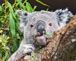 Preview wallpaper koala, tree, wild animal, bark