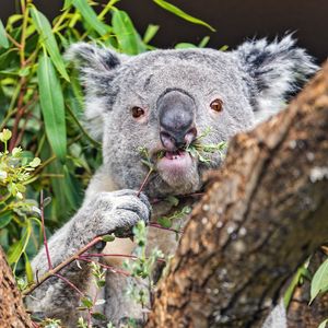 Preview wallpaper koala, tree, wild animal, bark