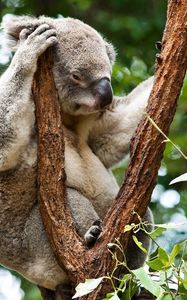 Preview wallpaper koala, trees, rest, sleep