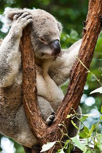 Preview wallpaper koala, trees, rest, sleep