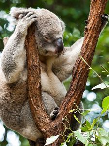 Preview wallpaper koala, trees, rest, sleep