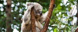 Preview wallpaper koala, trees, rest, sleep