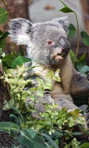 Preview wallpaper koala, wild animal, leaves, plants