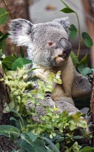 Preview wallpaper koala, wild animal, leaves, plants