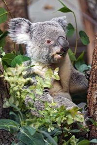 Preview wallpaper koala, wild animal, leaves, plants