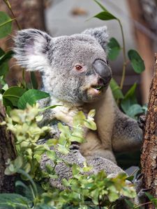 Preview wallpaper koala, wild animal, leaves, plants