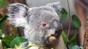 Preview wallpaper koala, wild animal, leaves, plants
