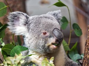 Preview wallpaper koala, wild animal, leaves, plants