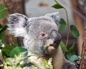 Preview wallpaper koala, wild animal, leaves, plants