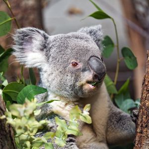 Preview wallpaper koala, wild animal, leaves, plants