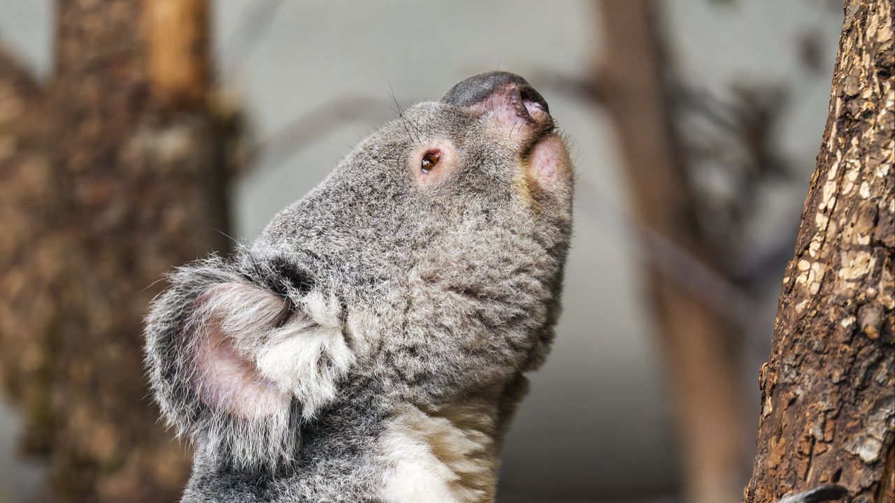 Wallpaper koala, wild animal, tree