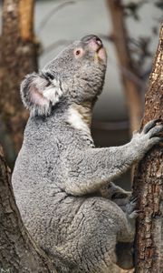 Preview wallpaper koala, wild animal, tree