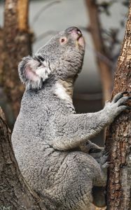 Preview wallpaper koala, wild animal, tree