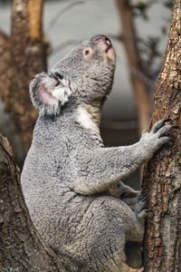 Preview wallpaper koala, wild animal, tree