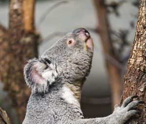 Preview wallpaper koala, wild animal, tree