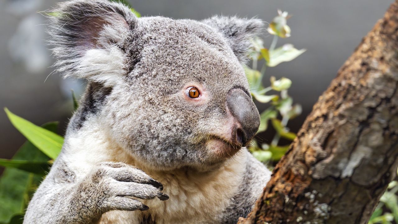 Wallpaper koala, wild animal, tree, bark