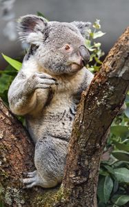 Preview wallpaper koala, wild animal, tree, bark