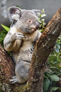Preview wallpaper koala, wild animal, tree, bark