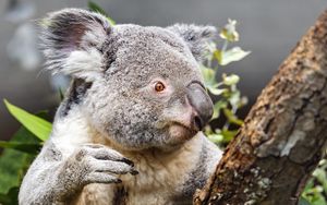 Preview wallpaper koala, wild animal, tree, bark