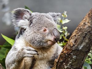 Preview wallpaper koala, wild animal, tree, bark