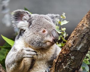 Preview wallpaper koala, wild animal, tree, bark