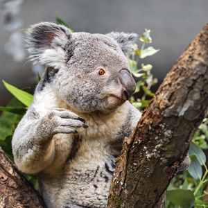 Preview wallpaper koala, wild animal, tree, bark