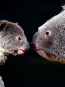 Preview wallpaper koalas, couple, tenderness