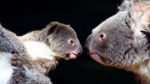 Preview wallpaper koalas, couple, tenderness