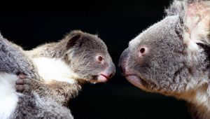 Preview wallpaper koalas, couple, tenderness