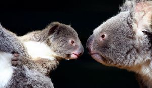 Preview wallpaper koalas, couple, tenderness