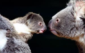 Preview wallpaper koalas, couple, tenderness