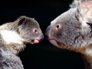 Preview wallpaper koalas, couple, tenderness