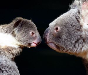 Preview wallpaper koalas, couple, tenderness