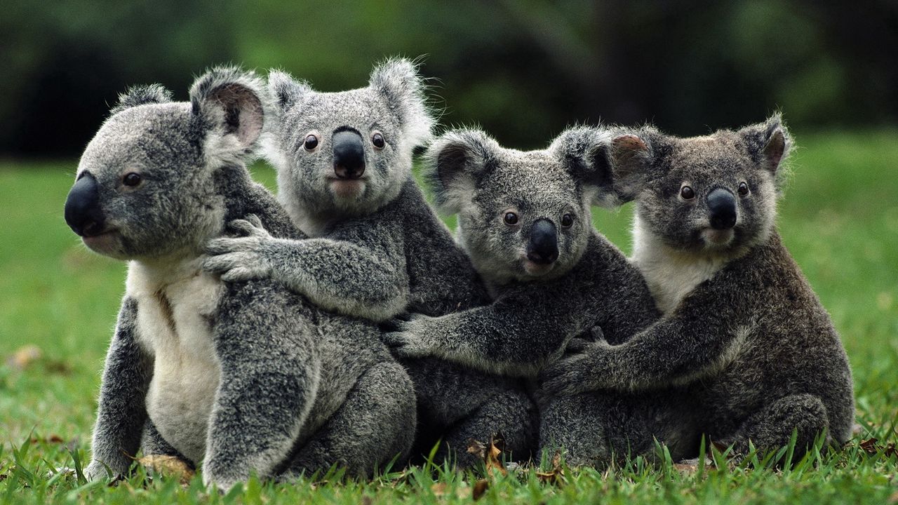 Wallpaper koalas, crowd, animals, wild