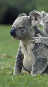 Preview wallpaper koalas, grass, sit, family