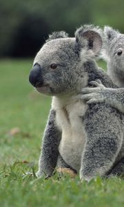 Preview wallpaper koalas, grass, sit, family