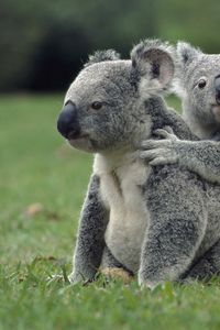 Preview wallpaper koalas, grass, sit, family