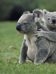 Preview wallpaper koalas, grass, sit, family