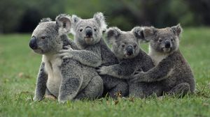 Preview wallpaper koalas, grass, sit, family