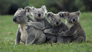 Preview wallpaper koalas, grass, sit, family