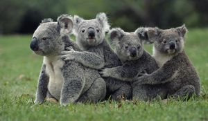 Preview wallpaper koalas, grass, sit, family