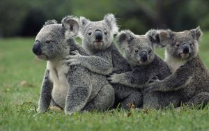 Preview wallpaper koalas, grass, sit, family